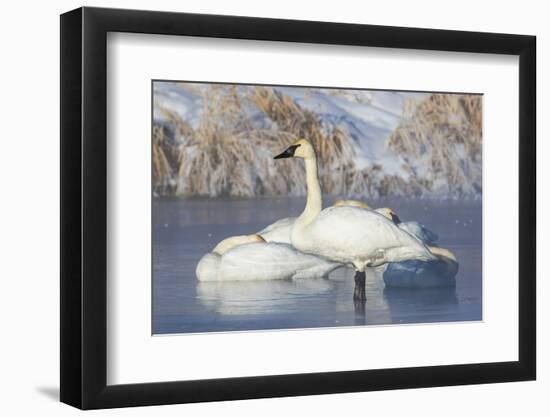 USA, Sublette County, Wyoming. group of Trumpeter Swans stands and rests on an ice-covered pond-Elizabeth Boehm-Framed Photographic Print