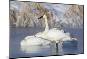 USA, Sublette County, Wyoming. group of Trumpeter Swans stands and rests on an ice-covered pond-Elizabeth Boehm-Mounted Photographic Print