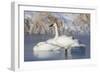 USA, Sublette County, Wyoming. group of Trumpeter Swans stands and rests on an ice-covered pond-Elizabeth Boehm-Framed Photographic Print