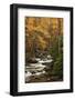 USA, Tennesse. Fall foliage along a stream in the Smoky Mountains.-Joanne Wells-Framed Photographic Print