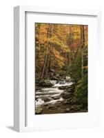 USA, Tennesse. Fall foliage along a stream in the Smoky Mountains.-Joanne Wells-Framed Photographic Print