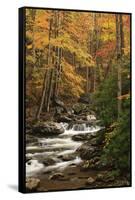 USA, Tennesse. Fall foliage along a stream in the Smoky Mountains.-Joanne Wells-Framed Stretched Canvas
