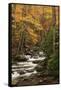 USA, Tennesse. Fall foliage along a stream in the Smoky Mountains.-Joanne Wells-Framed Stretched Canvas