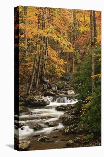 USA, Tennesse. Fall foliage along a stream in the Smoky Mountains.-Joanne Wells-Stretched Canvas