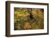 USA, Tennesse. Fall reflections in the Little River-Joanne Wells-Framed Photographic Print