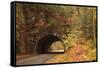 USA, Tennesse. Tunnel along the road to Cades Cove in the fall.-Joanne Wells-Framed Stretched Canvas