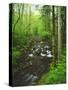 USA, Tennessee, a Moss Covered Stream in the Great Smoky Mountains-Jaynes Gallery-Stretched Canvas