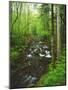 USA, Tennessee, a Moss Covered Stream in the Great Smoky Mountains-Jaynes Gallery-Mounted Photographic Print