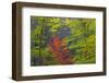 USA, Tennessee. Autumn Foliage in Cherokee National Forest-Don Paulson-Framed Photographic Print