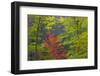 USA, Tennessee. Autumn Foliage in Cherokee National Forest-Don Paulson-Framed Photographic Print