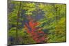 USA, Tennessee. Autumn Foliage in Cherokee National Forest-Don Paulson-Mounted Photographic Print