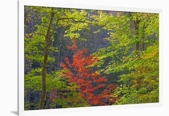 USA, Tennessee. Autumn Foliage in Cherokee National Forest-Don Paulson-Framed Photographic Print