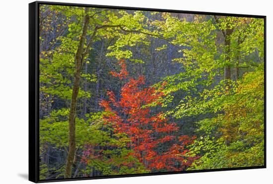 USA, Tennessee. Autumn Foliage in Cherokee National Forest-Don Paulson-Framed Stretched Canvas