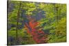 USA, Tennessee. Autumn Foliage in Cherokee National Forest-Don Paulson-Stretched Canvas