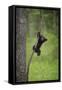 USA, Tennessee. Black Bear Cub Playing on Tree Limb-Jaynes Gallery-Framed Stretched Canvas