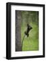 USA, Tennessee. Black Bear Cub Playing on Tree Limb-Jaynes Gallery-Framed Photographic Print