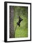 USA, Tennessee. Black Bear Cub Playing on Tree Limb-Jaynes Gallery-Framed Photographic Print