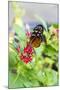 USA, Tennessee. Butterfly garden. Tiger longwing-Trish Drury-Mounted Photographic Print