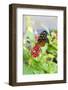 USA, Tennessee. Butterfly garden. Tiger longwing-Trish Drury-Framed Photographic Print