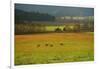 USA, Tennessee. Cades Cove in Smoky Mountain National Park.-Anna Miller-Framed Photographic Print