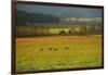 USA, Tennessee. Cades Cove in Smoky Mountain National Park.-Anna Miller-Framed Photographic Print