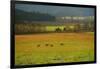 USA, Tennessee. Cades Cove in Smoky Mountain National Park.-Anna Miller-Framed Photographic Print