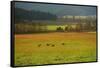 USA, Tennessee. Cades Cove in Smoky Mountain National Park.-Anna Miller-Framed Stretched Canvas