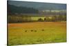 USA, Tennessee. Cades Cove in Smoky Mountain National Park.-Anna Miller-Stretched Canvas