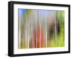 USA, Tennessee, Cherokee NF. Abstract Tree Reflections in Pond-Don Paulson-Framed Photographic Print