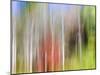 USA, Tennessee, Cherokee NF. Abstract Tree Reflections in Pond-Don Paulson-Mounted Photographic Print