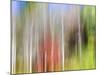 USA, Tennessee, Cherokee NF. Abstract Tree Reflections in Pond-Don Paulson-Mounted Photographic Print