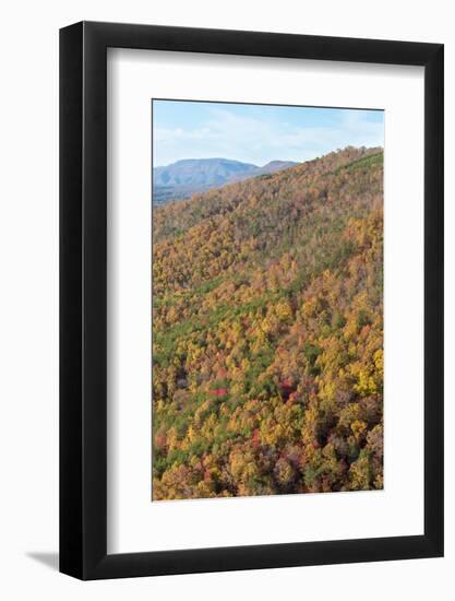 USA, Tennessee. Deciduous fall color and evergreens, Appalachian Mountains-Trish Drury-Framed Photographic Print