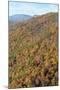 USA, Tennessee. Deciduous fall color and evergreens, Appalachian Mountains-Trish Drury-Mounted Photographic Print