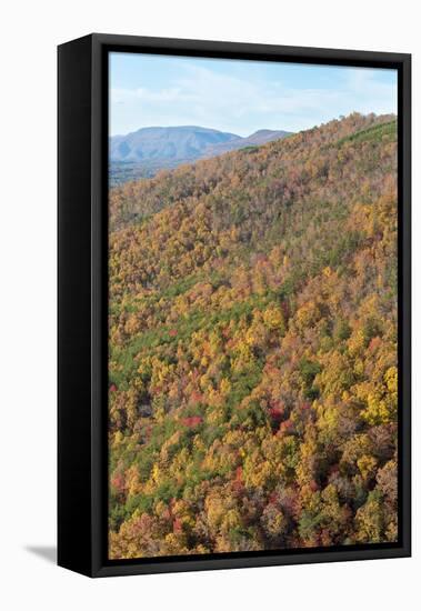 USA, Tennessee. Deciduous fall color and evergreens, Appalachian Mountains-Trish Drury-Framed Stretched Canvas
