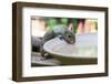 USA, Tennessee. Eastern gray squirrel drinks at bird bath reflected in water-Trish Drury-Framed Photographic Print