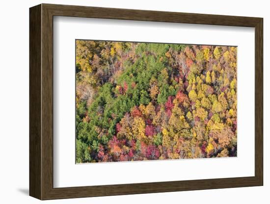 USA, Tennessee. Evergreens contrast to dramatic fall color-Trish Drury-Framed Photographic Print