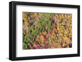 USA, Tennessee. Evergreens contrast to dramatic fall color-Trish Drury-Framed Photographic Print