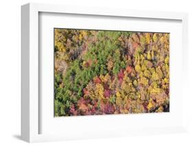 USA, Tennessee. Evergreens contrast to dramatic fall color-Trish Drury-Framed Photographic Print