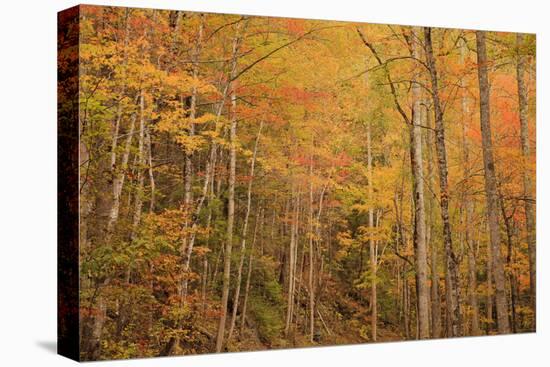 USA, Tennessee. Fall foliage along the Little River in the Smoky Mountains.-Joanne Wells-Stretched Canvas