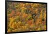 USA, Tennessee. Fall foliage in the Smoky Mountains.-Anna Miller-Framed Photographic Print