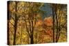 USA, Tennessee. Fall foliage in the Smoky Mountains.-Anna Miller-Stretched Canvas