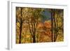USA, Tennessee. Fall foliage in the Smoky Mountains.-Anna Miller-Framed Photographic Print
