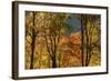 USA, Tennessee. Fall foliage in the Smoky Mountains.-Anna Miller-Framed Photographic Print