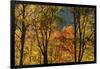 USA, Tennessee. Fall foliage in the Smoky Mountains.-Anna Miller-Framed Photographic Print