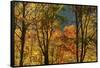 USA, Tennessee. Fall foliage in the Smoky Mountains.-Anna Miller-Framed Stretched Canvas