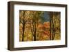 USA, Tennessee. Fall foliage in the Smoky Mountains.-Anna Miller-Framed Photographic Print