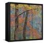 USA, Tennessee. Forest scenic in autumn.-Jaynes Gallery-Framed Stretched Canvas