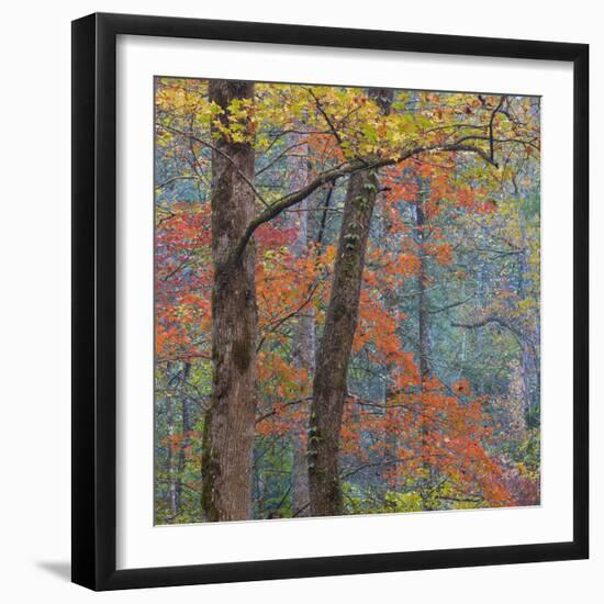 USA, Tennessee. Forest scenic in autumn.-Jaynes Gallery-Framed Photographic Print