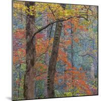 USA, Tennessee. Forest scenic in autumn.-Jaynes Gallery-Mounted Photographic Print