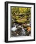 USA, Tennessee. Gatlinburg. Great Smoky Mountains National Park, Flowing creek along the Roaring Fo-Ann Collins-Framed Photographic Print